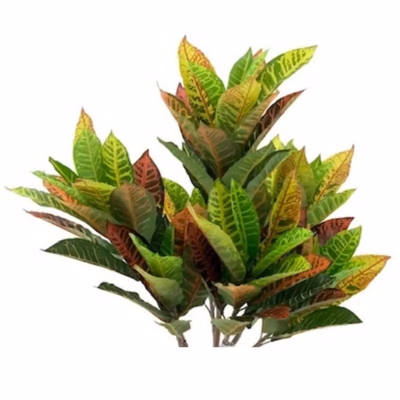 Pianta ornamentale Croton Effezeta Italia multicolore in vaso di plastica, Altezza: 110 cm – 2