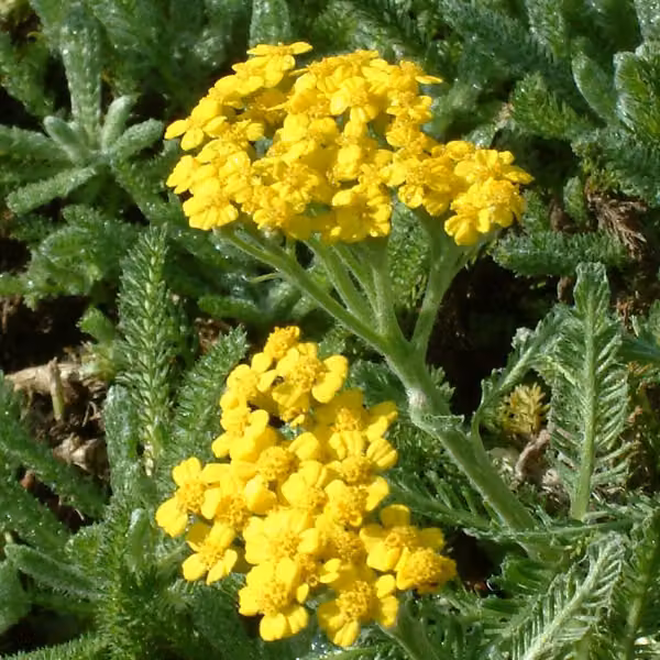6 piantine di Achillea tomentosa (erba lanuginosa), in vaso da 9x9 cm