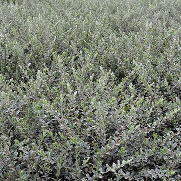 2 piante di Salix repens nitida (Salice rampicante lucido), adatte per giardini rocciosi o aiuole, alte 30-40 cm, fornite in vaso