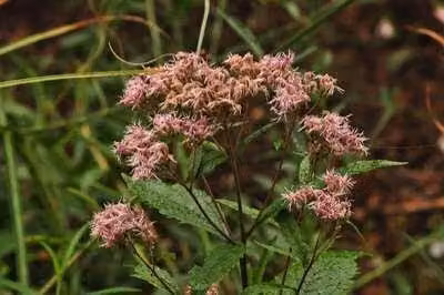 6 x Eupatorium dub. 'Baby Joe' - Margherita d'acqua - Vaso 9 x 9 cm