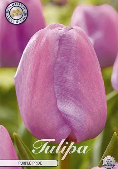 Tulipano Purple Pride (7 pezzi) | Bulbi di tulipano di Sam van Schooten