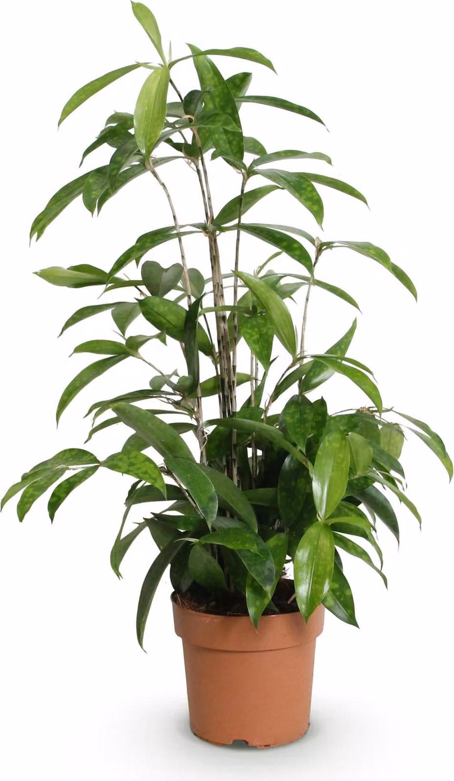 Dracaena surculosa - Albero del sangue di drago - 17cm - Altezza 60-70cm