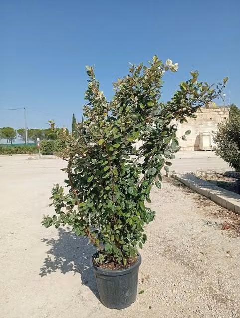 Eleagnus Ebbingei Compacta Vivaio Garden Forest, Arbusto ornamentale per siepe verde in vaso