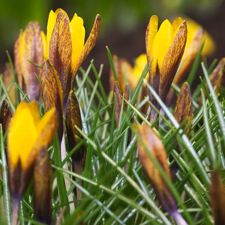 Bulbi da fiore Bulbi da fiore Crocus Spring Crocus Golden Nugget 5 pz.
