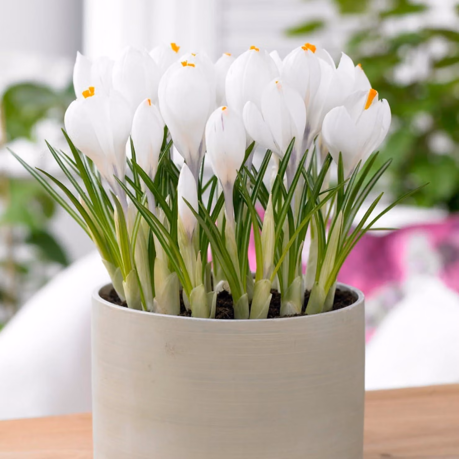 Bulbi di croco botanici, resistenti al freddo, perenni - varietà Jeanne D'Arc - 50 bulbi di fiori esclusivi - piante autentiche provenienti dall'Olanda - ideali per giardino e vasi (non semi, non artificiali)