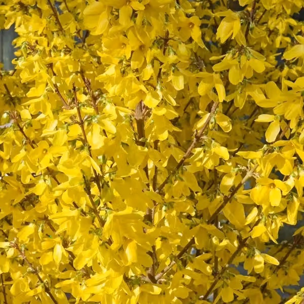 2 piante di Forsythia - Forsythia intermedia 'Week End' | Altezza: 50-60 cm, in vaso