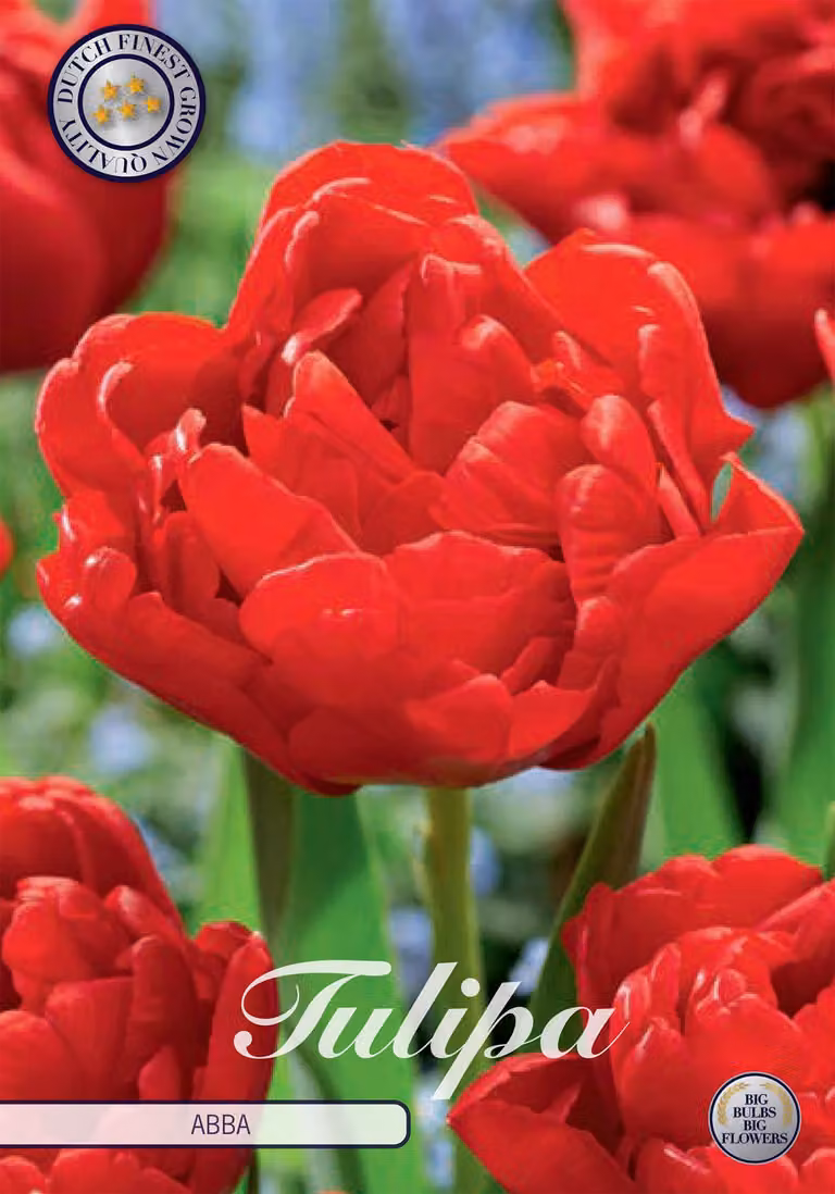 Tulipani Abba (7 pezzi) | Bulbi di tulipano di Sam van Schooten