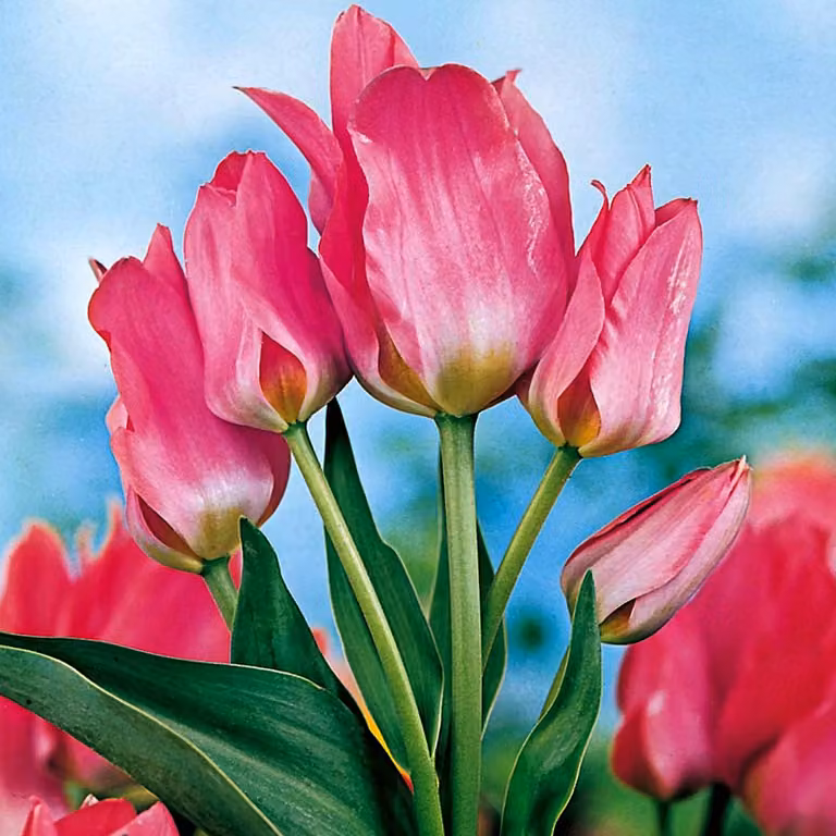 Tulipani Bulbi Fiori Tulipano multifiore Toronto 5 pz.