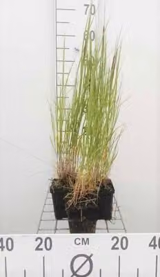 6 x Melica ciliata - Blau-Sandroggen - Topf 9 x 9 cm