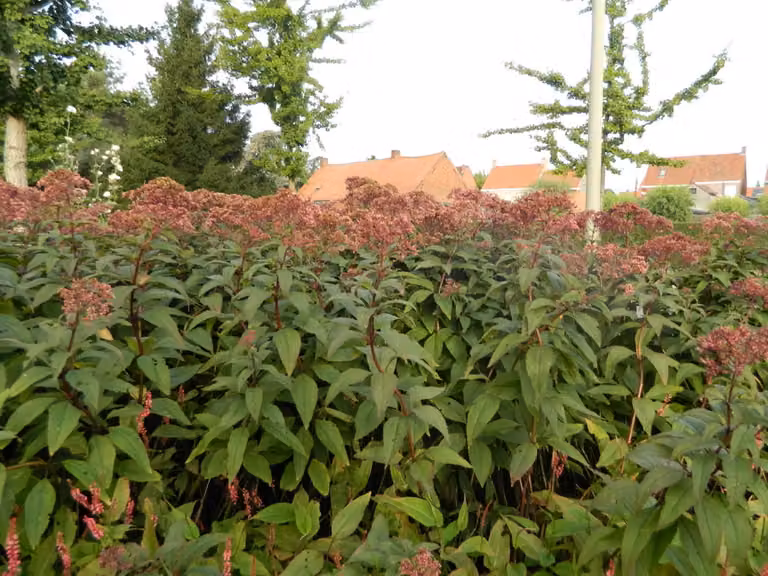 6 x Eupatorium maculatum 'Riesenschirm' - Azalea acquatica grande - vaso 9x9 cm