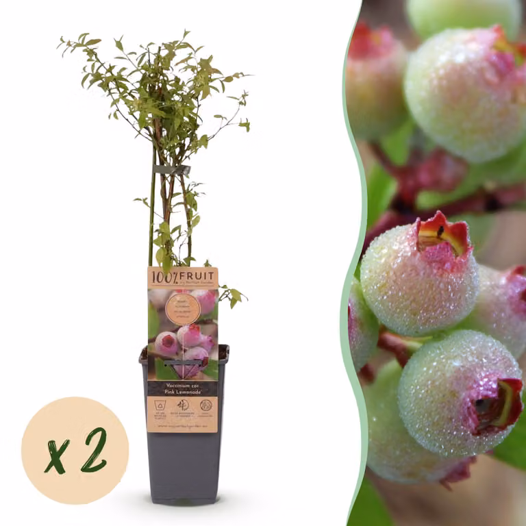 Vaccinium cor. Limonata rosa - Mirtillo rosa - Difficile da coltivare - Bacche rosa - 2 piante - 40-50cm - Ø15cm - Pianta da giardino