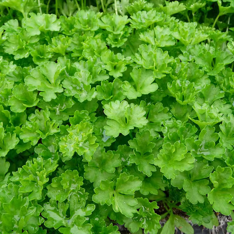 6 piantine di prezzemolo (Petroselinum crispum) | Vaso da 9x9 cm