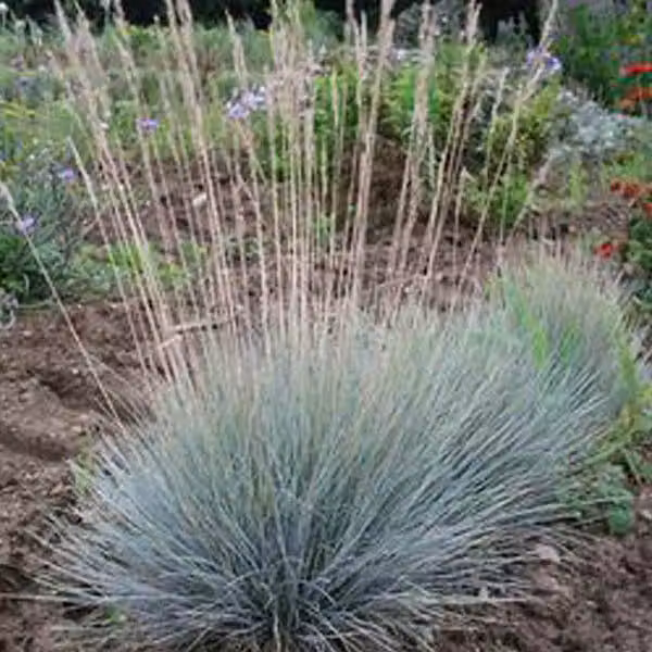 6 piante di Festuca glauca (erba blu) | Vaso da 9x9 cm