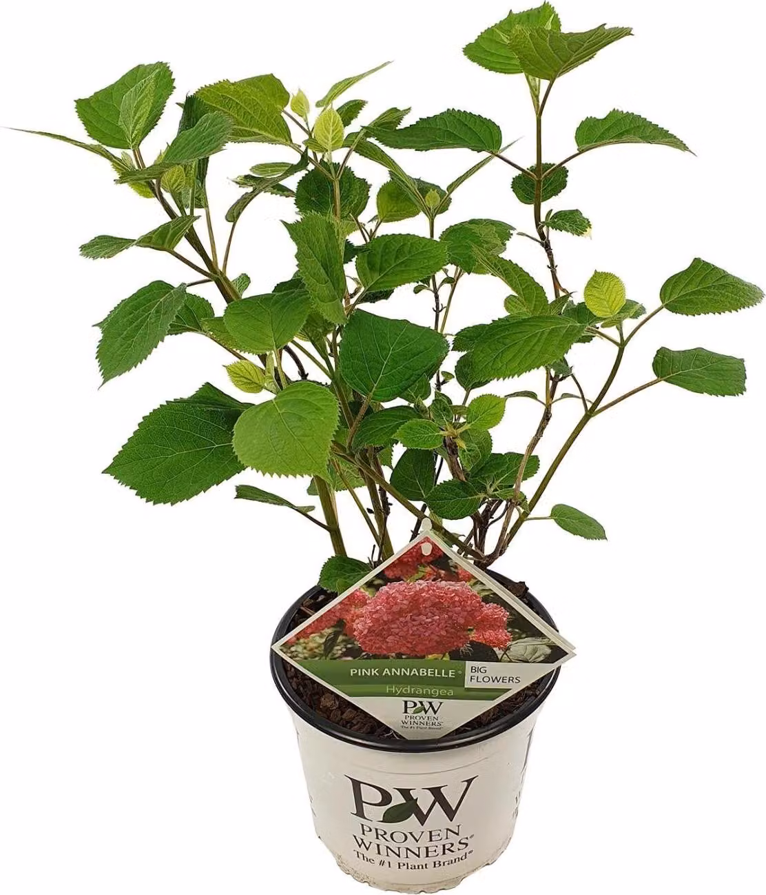 Ortensia a palla 'Pink Annabelle' (Hydrangea arborescens) - Pianta da
