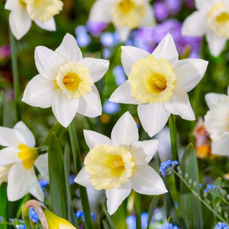Bulbi di narciso resistenti al freddo, perenni - Narcisi "Mount Hood" - 25 bulbi - Piante profumate provenienti dall'Olanda - adatti per giardino e vasi (non semi, non prodotti artificialmente)