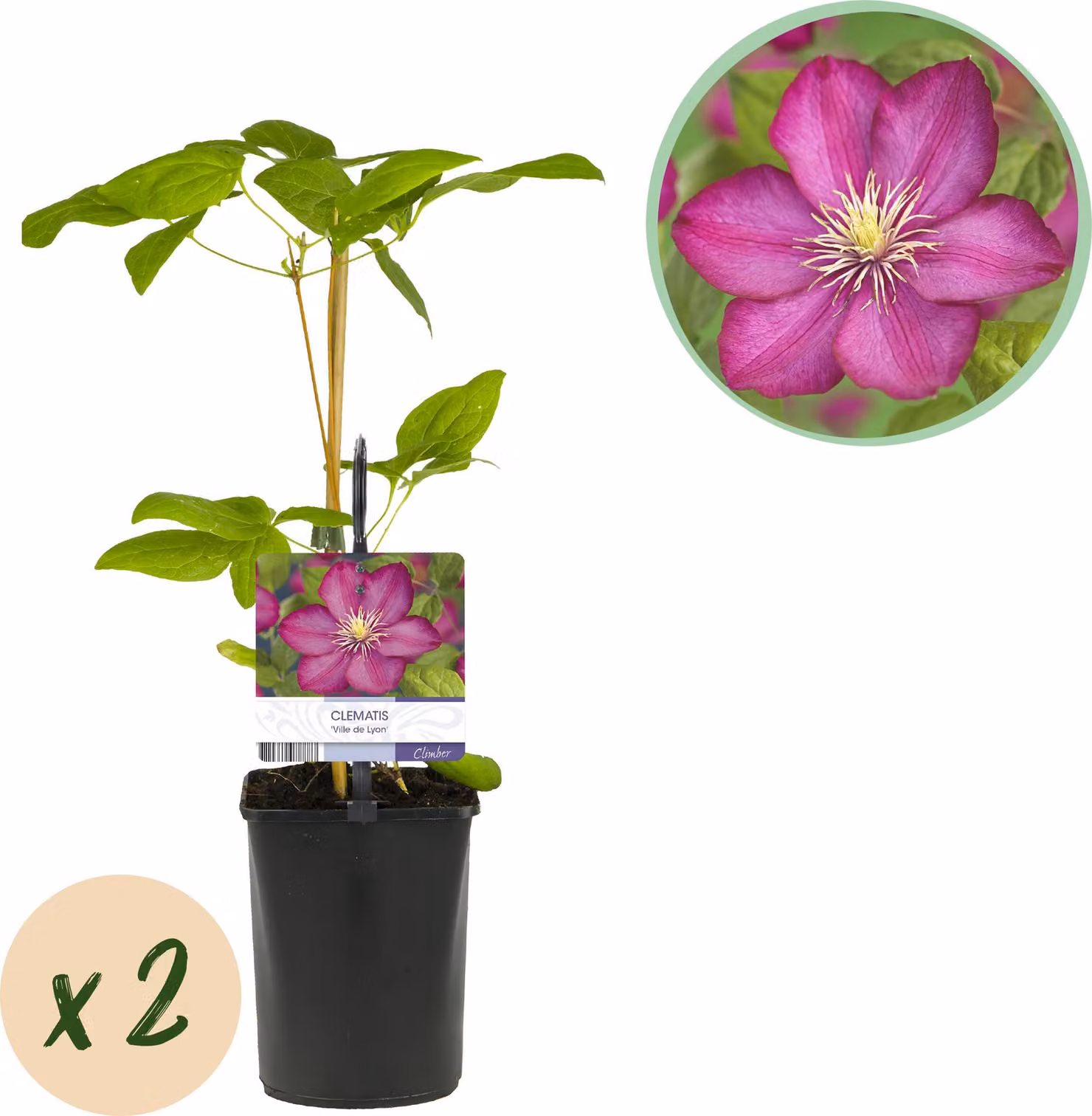 Rampicante - Clematis Ville de Lyon - Fiore rosa - Piante a bassa manutenzione -2 - 30-40cm - Ø10cm - Pianta da giardino