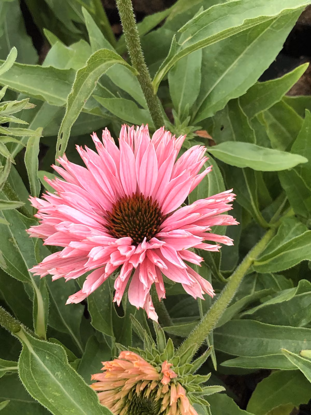 6 x Echinacea purp. 'Sunseekers Salmon' - Sonnenhut - Topf 9x9 cm