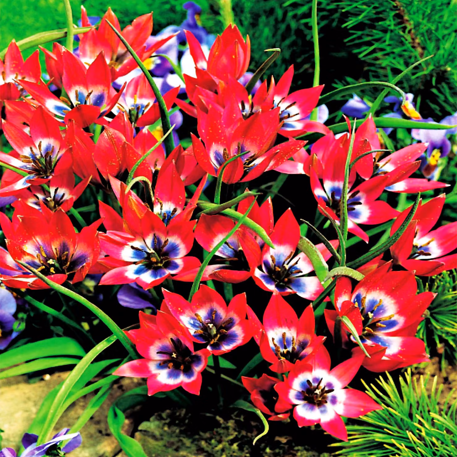 Tulipani Bulbi Fiori Botanici Tulipano Piccola Bellezza 5 pz.