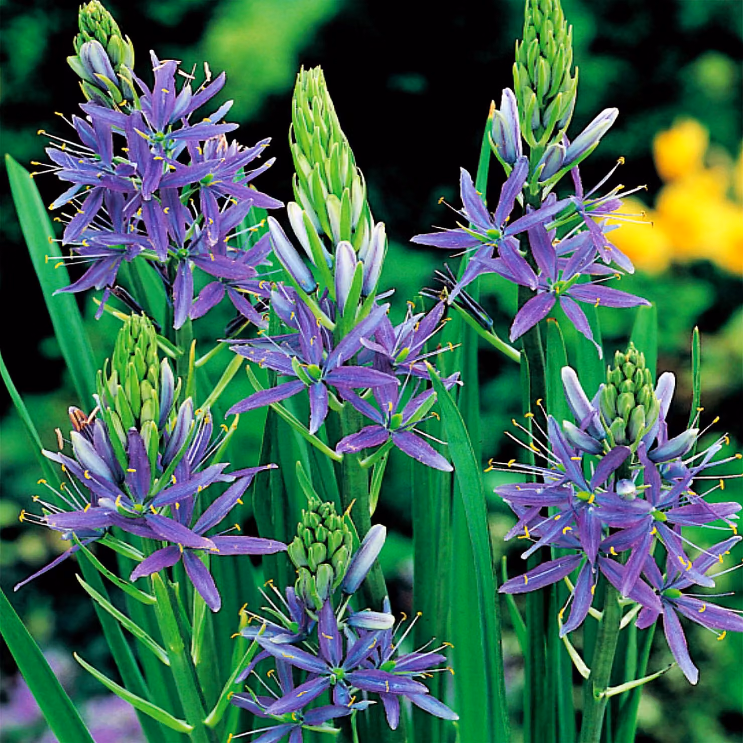 Camassia bulbi Fiori Bulbi di fiori blu 1 pz.