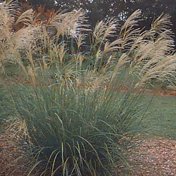 6 piante di Miscanthus sinensis 'Silberfeder' (erba di bambù argentata) | Vaso da 9x9 cm