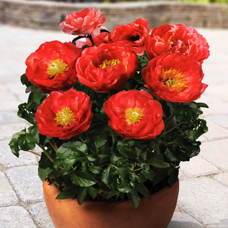 Paeonia Peonia piantina Patio Moscow 1 pz Peonie piantine Profumate