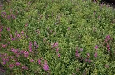 6 x Lythrum sal. 'Swirl' - Loosestrife - vaso 9 x 9 cm