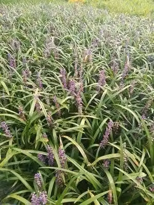 6 x Liriope musc. 'Evergreen Giant' - Mazzo di gigli - vaso 9 x 9 cm