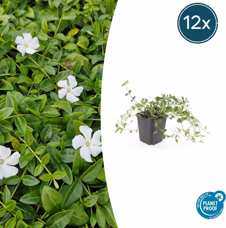 Vinca minor 'Gertrude Jekyll' | 12 stuks - 10-25cm - Ø9cm - Pianta da giardino