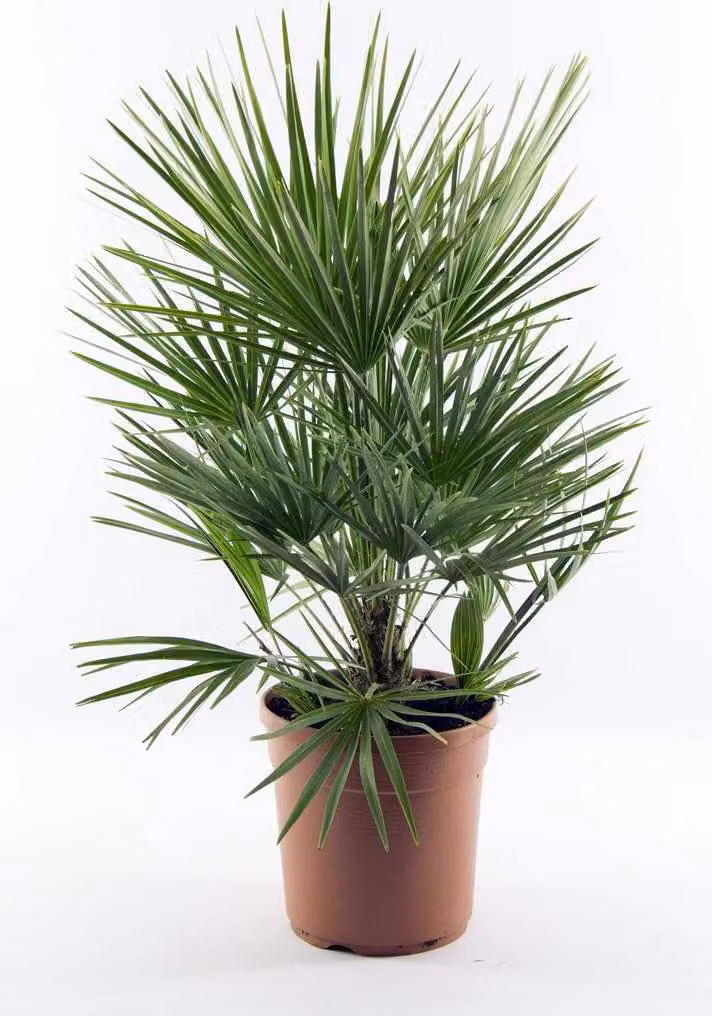 Palma nana resistente di circa 60 cm Chamaerops humilis Una delle specie di palma più tolleranti al freddo in Europa