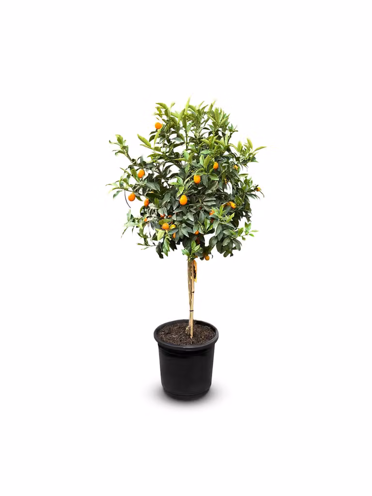 Sunny Tree - Kumquat - Citrus Paradisi - Albero di agrumi - Albero da frutto - 8 anni - 150 centimetri
