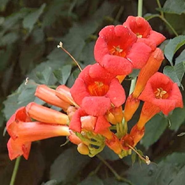 2 piante di Trombetta (Campsis radicans), alte 50-60 cm, in vaso
