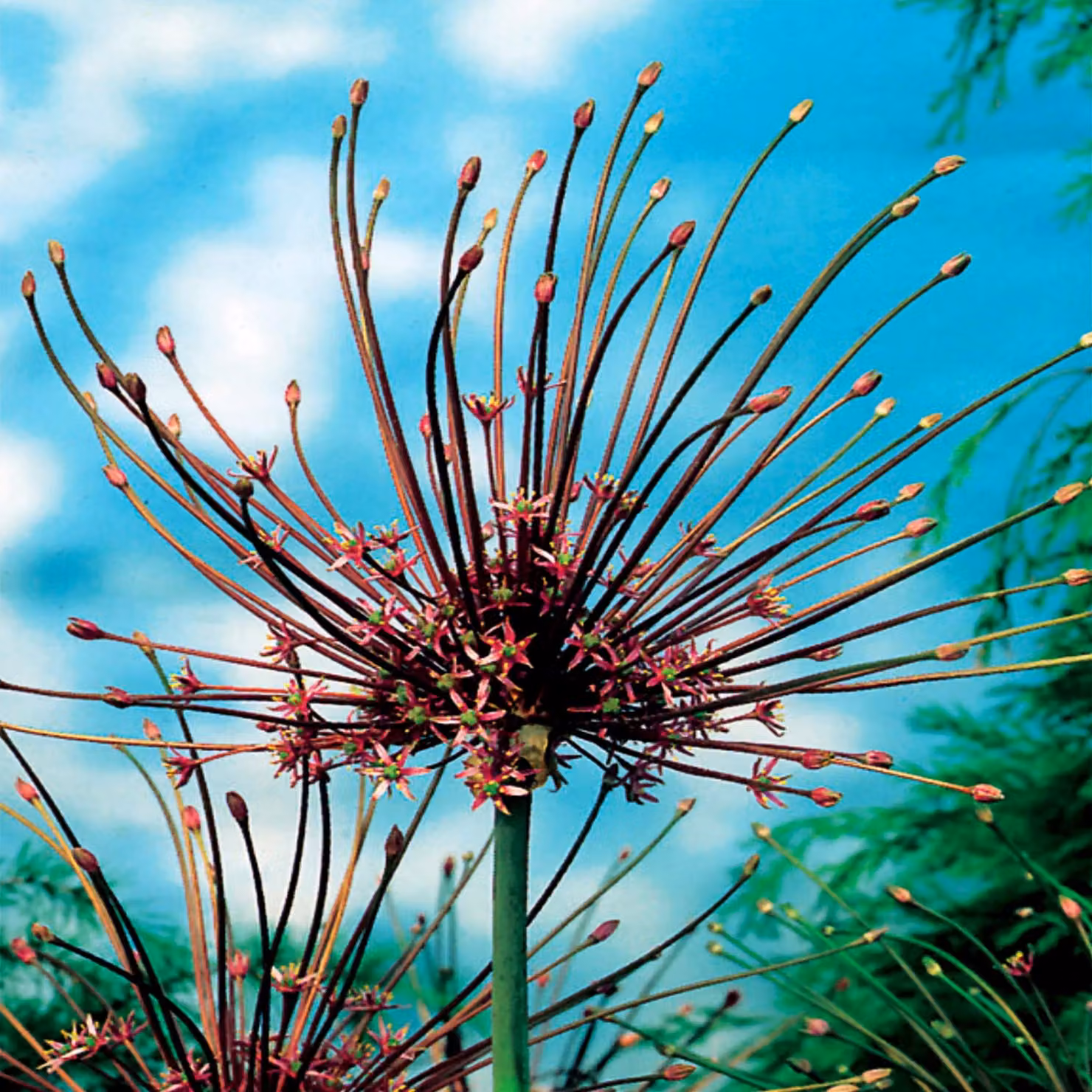 Bulbi da fiore Bulbi Porro ornamentale Allium Schubertii 1 pz.