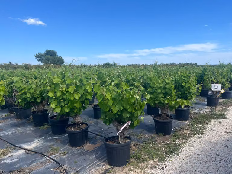 Sunny Tree - Vite da uva - Albero di 40 anni - Uva scura commestibile - Vitus Vinifera - Monastrell - Albero da frutto - 120 cm - Resistente al freddo