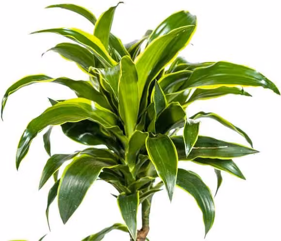 Dracaena deremensis Dorado - Albero del drago - Pianta da appartamento - Ø21cm