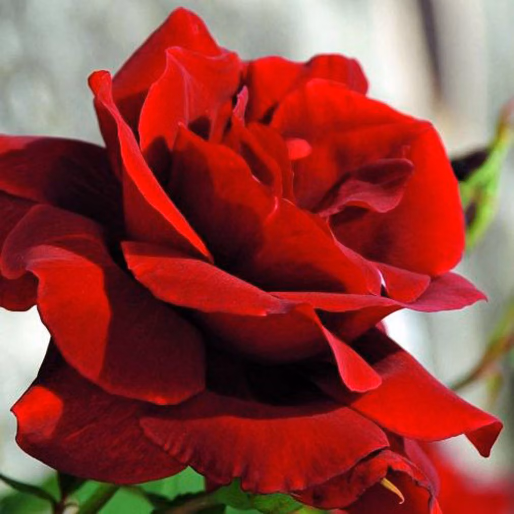 Rosa - Rosa rampicante Kordes - Rosa 'Santana'®