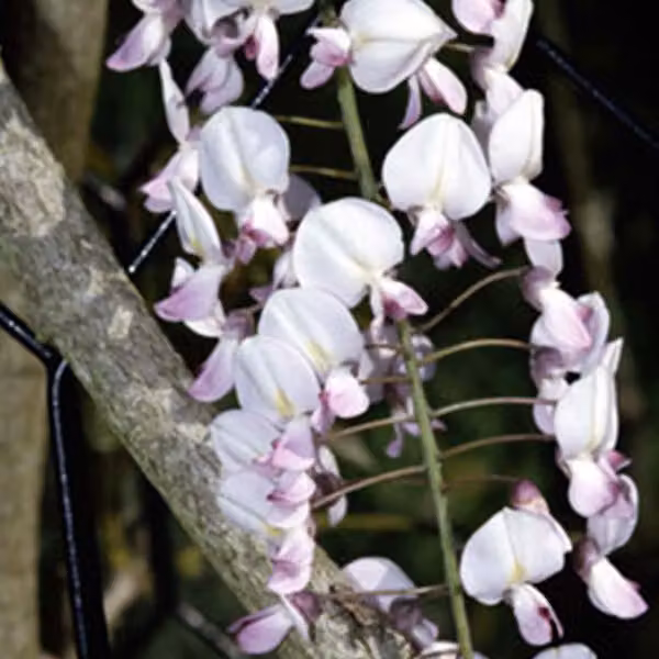 Edelblauregen 'Rosea' - Wisteria floribunda 'Honbeni' (= 'Rosea') | 50-60 cm in vaso