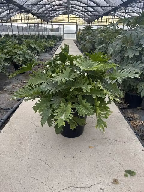 PHILODENDRON SELLOUM SHANGRI-LA VASO 60 CLASSIC
