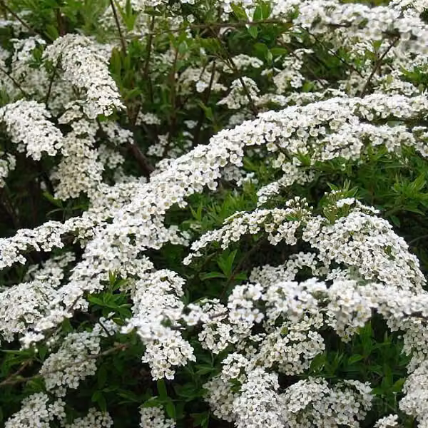 2 x Arbusti di Spirea cinerea 'Grefsheim' | Altezza: 40-60 cm, in vaso