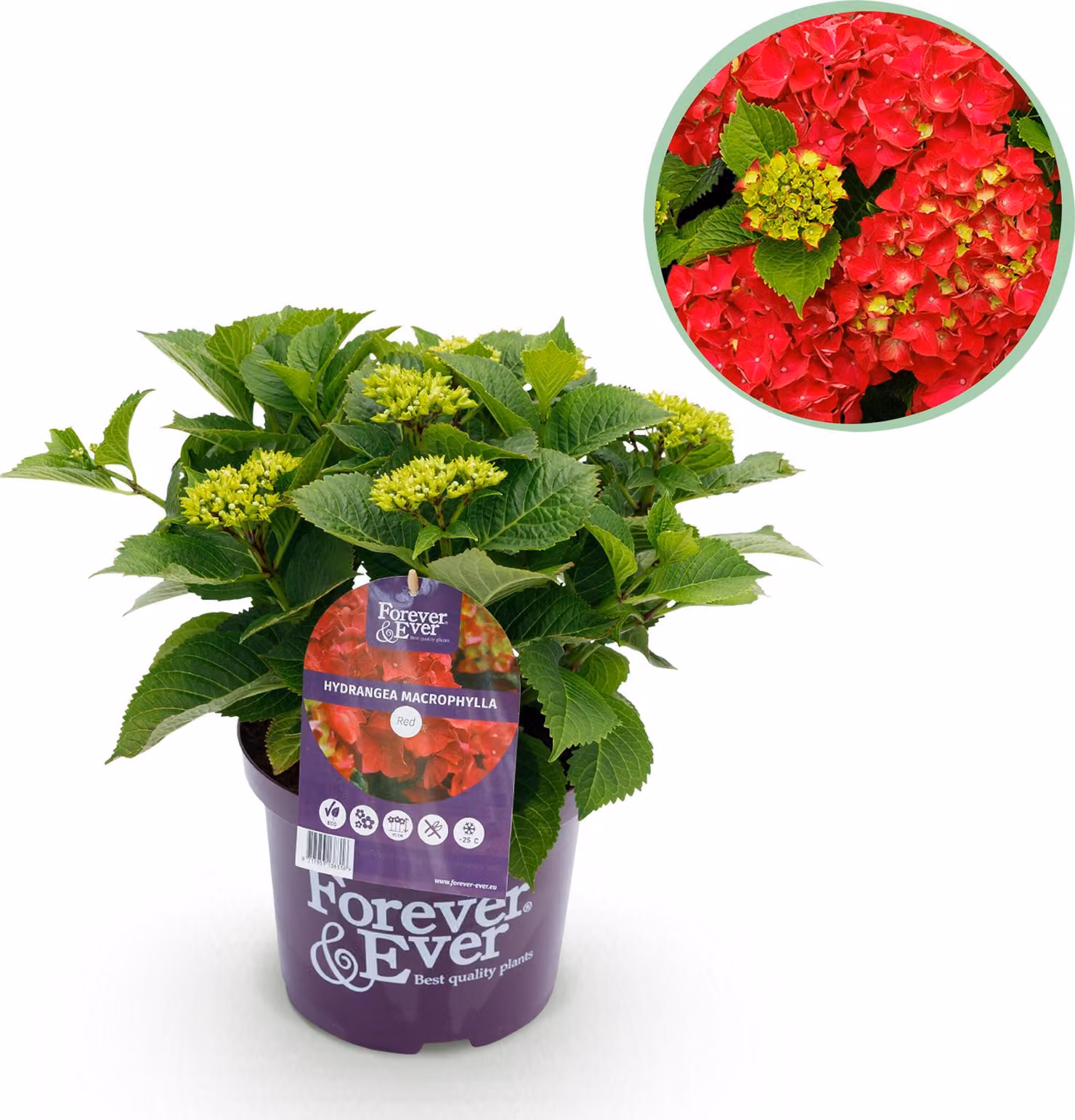 Ortensia - Hydrangea Forever & Ever - Rosso - 7-12 Fiori - Pianta da terrazzo - 40-55cm - Ø23cm - Pianta da giardino