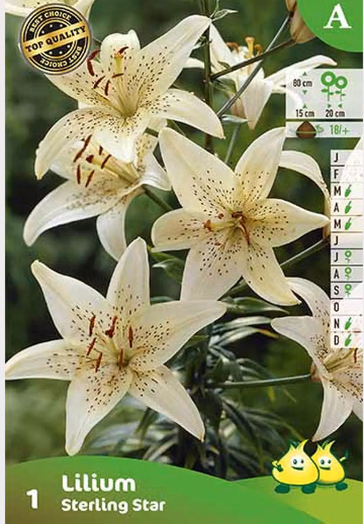 5 x Lilium 'Sterling Star' - Gigli - Bulbi da fiore - Bulbi