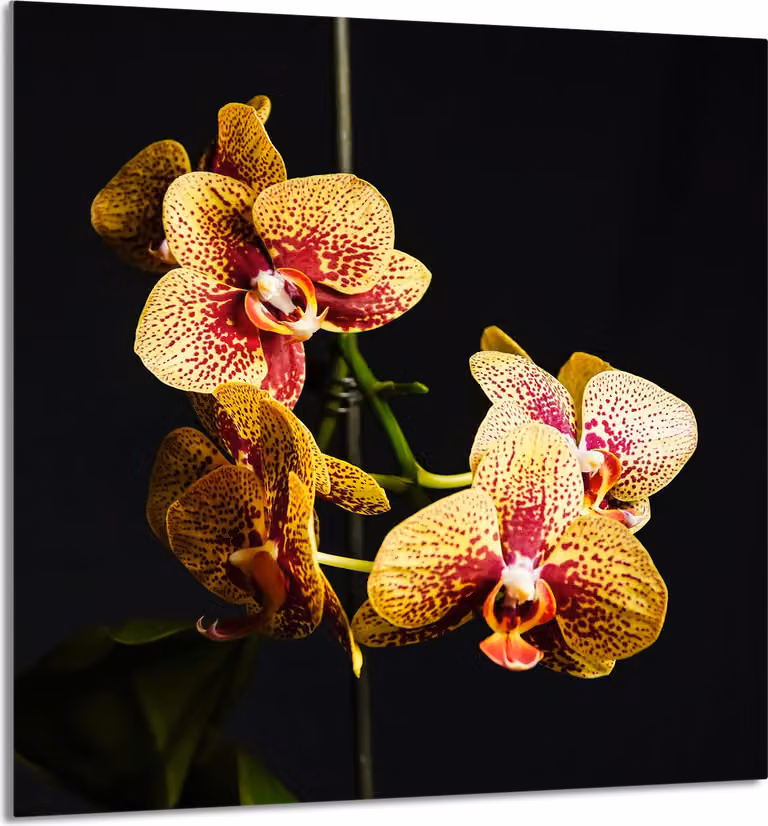 PIATTO IN VETRO PER CUCINA 60x65 Orchidea