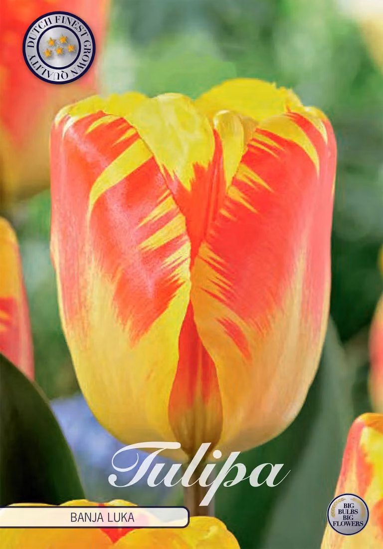 Tulipano Banja Luka (10 bulbi) | Bulbi di tulipano di Sam van Schooten