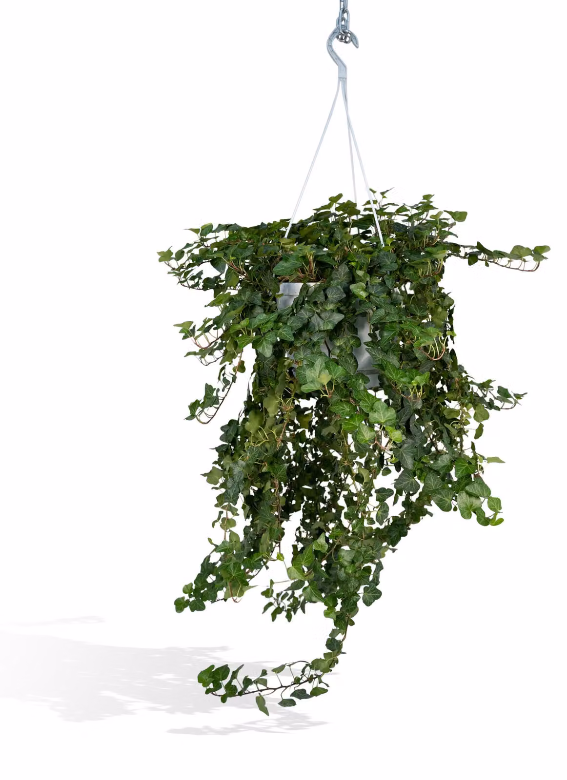 Edera Verde Meraviglia - Ø24cm - ↕70cm - Ø24 - ↨70cm