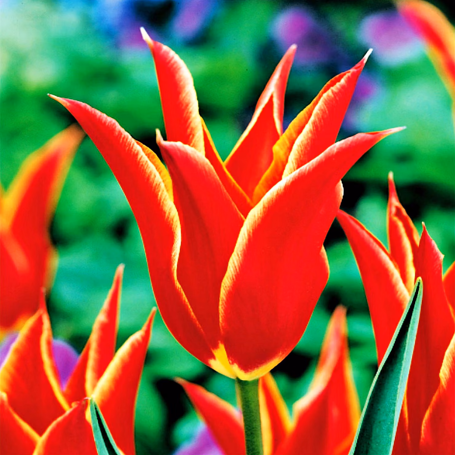 Tulipani Bulbi Bulbi Fiori Tulipano a fiore di giglio Aladino 5 pz.