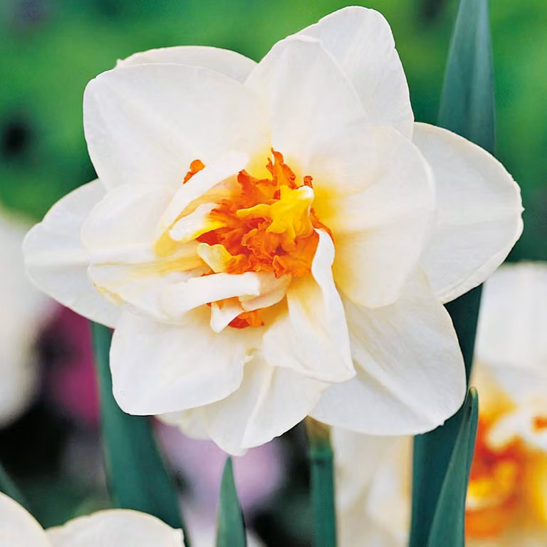 Bulbi di giunchiglia Bulbi di fiori Narcisi doppi Deriva di fiori 5 pz.
