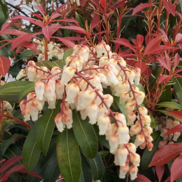 Pieris japonica 'Mountain Fire', noto anche come "Schattenglöckchendu" (nome comune in tedesco) - in vaso, altezza 30-40 cm