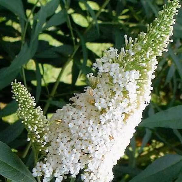 2 piante di buddleja davidii "White Profusion" (sommerflieder) | altezza 40-60 cm, fornite in vaso