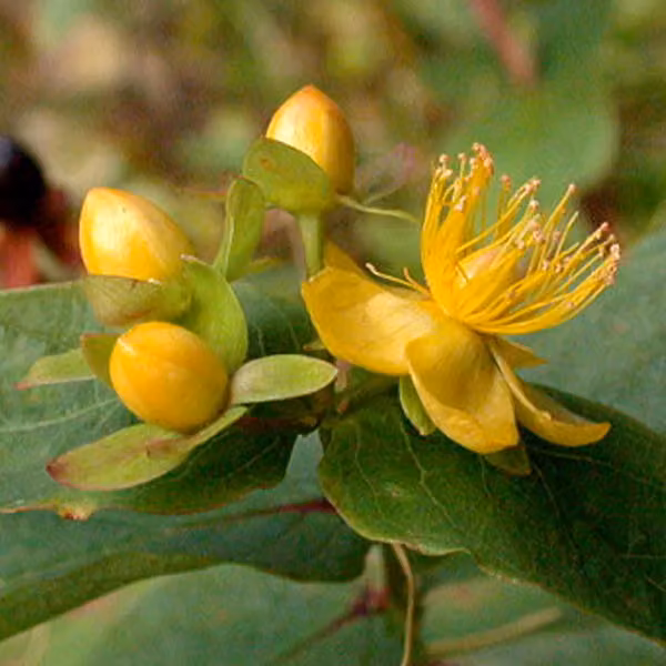 2 piante di Iperico (Hypericum androsaemum), alte 30-40 cm, in vaso