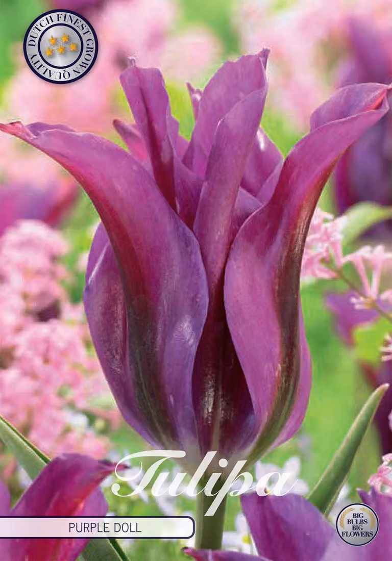 Tulipano Purple Doll (7 bulbi) | Bulbi di tulipano di Sam van Schooten
