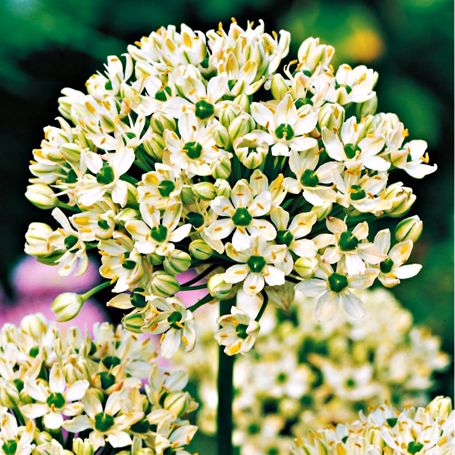 Bulbi da fiore Bulbi Porro ornamentale Allium Nigrum 3 pz.